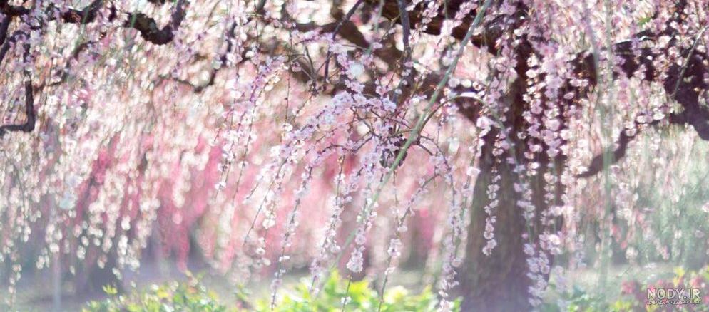شکوفه سیب قرمز