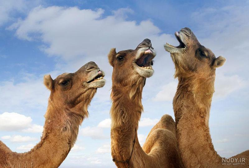 عکس انواع شتر عکس انواع شتر