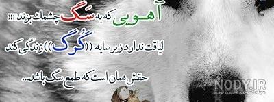 عکس بچه گرگ سفید