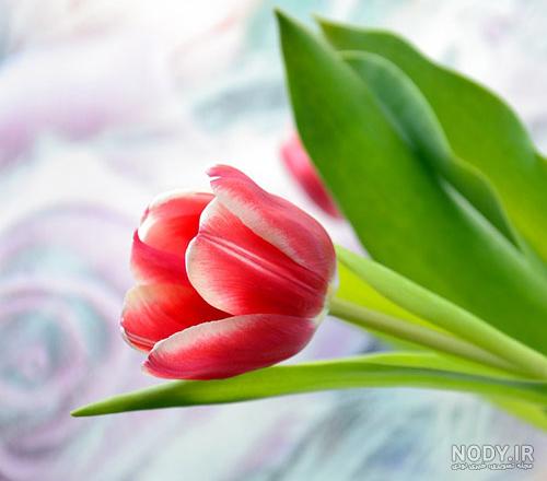 عکس دسته گل لاله قرمز