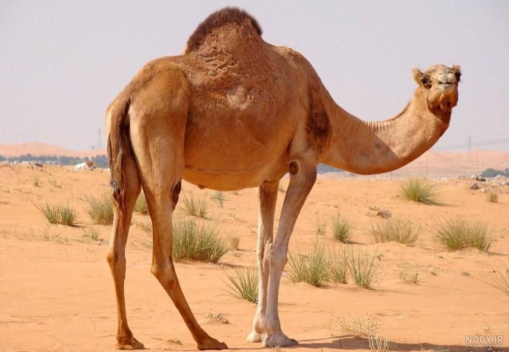 عکس شتر در بیابان عکس شتر در بیابان
