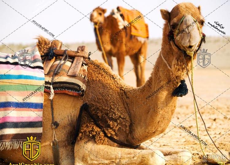 عکس شتر نر عکس شتر نر