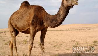 عکس شتر و عکس شتر و