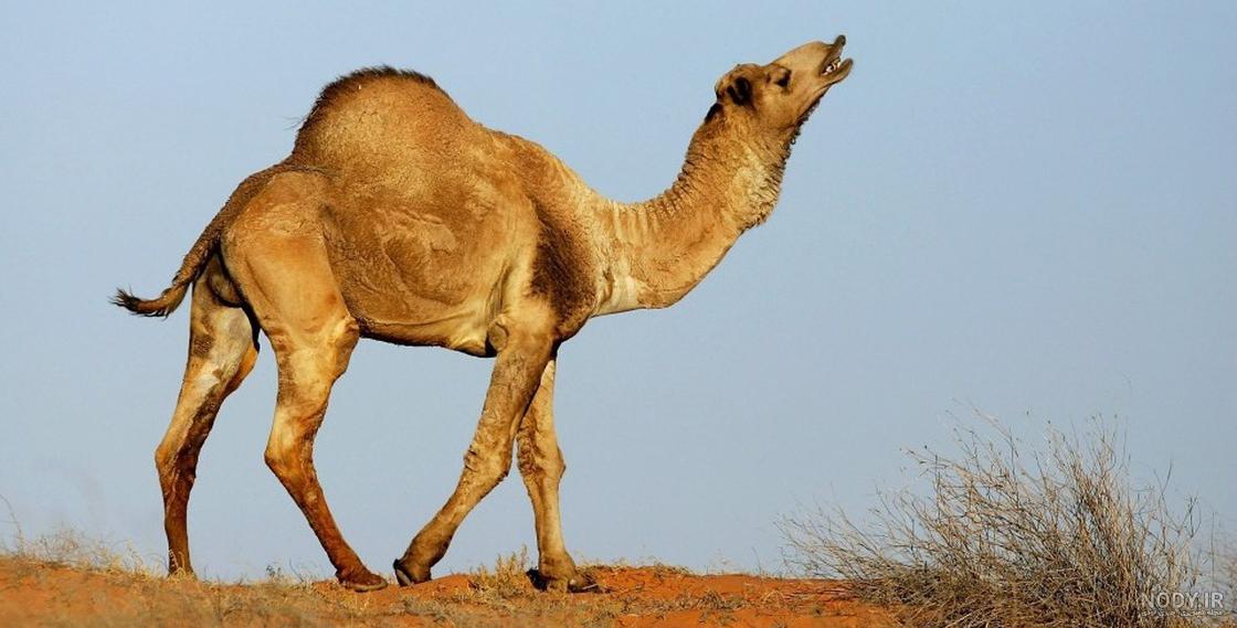 عکس شتر و روباه عکس شتر و روباه