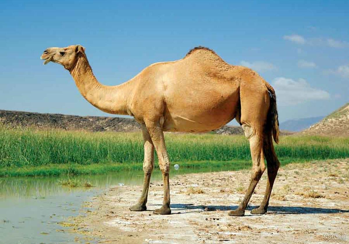 عکس شتر و ساربان عکس شتر و ساربان