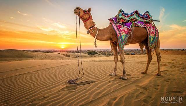 عکس شتر وحشتناک عکس شتر وحشتناک