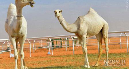 عکس شتر وکتور عکس شتر وکتور