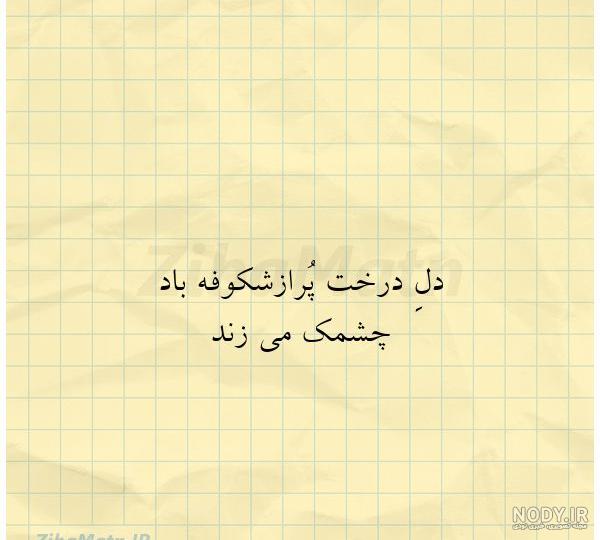 عکس شکوفه درخت سیب