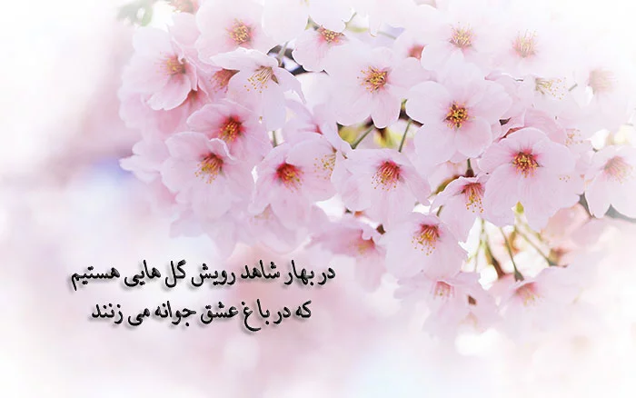 عکس شکوفه های بهاری برای تصویر زمینه