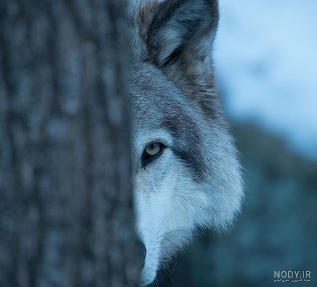 عکس گرگ سیاه و سفید