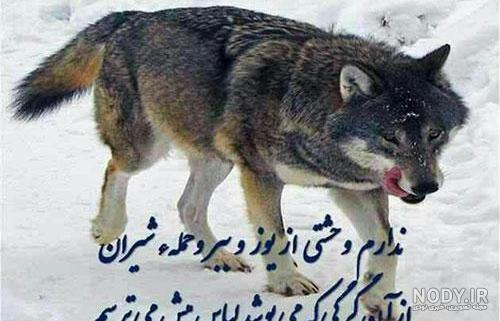 عکس گرگ سیاه و سفید