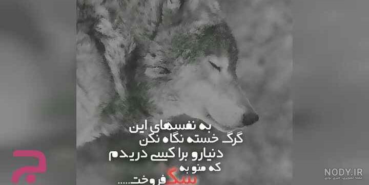 عکس گرگ قرمز