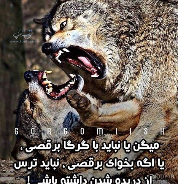 عکس گرگ وحشی زیبا