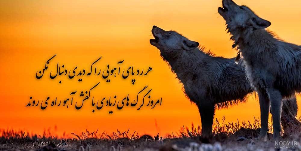 عکس گرگ چشم قرمز