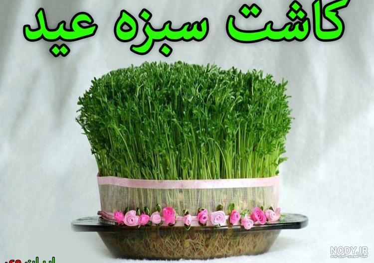 کاشت دانه به برای سبزه عید
