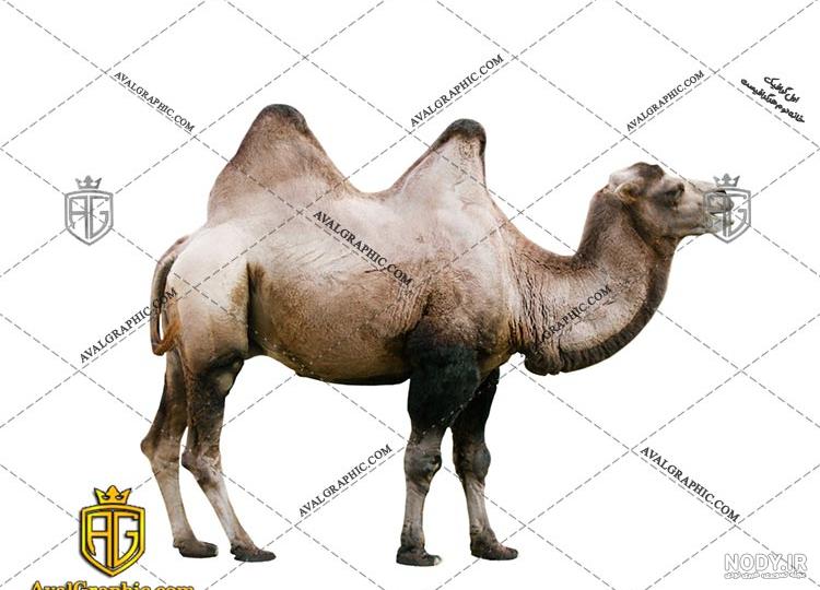 کیسه آب شتر کیسه آب شتر