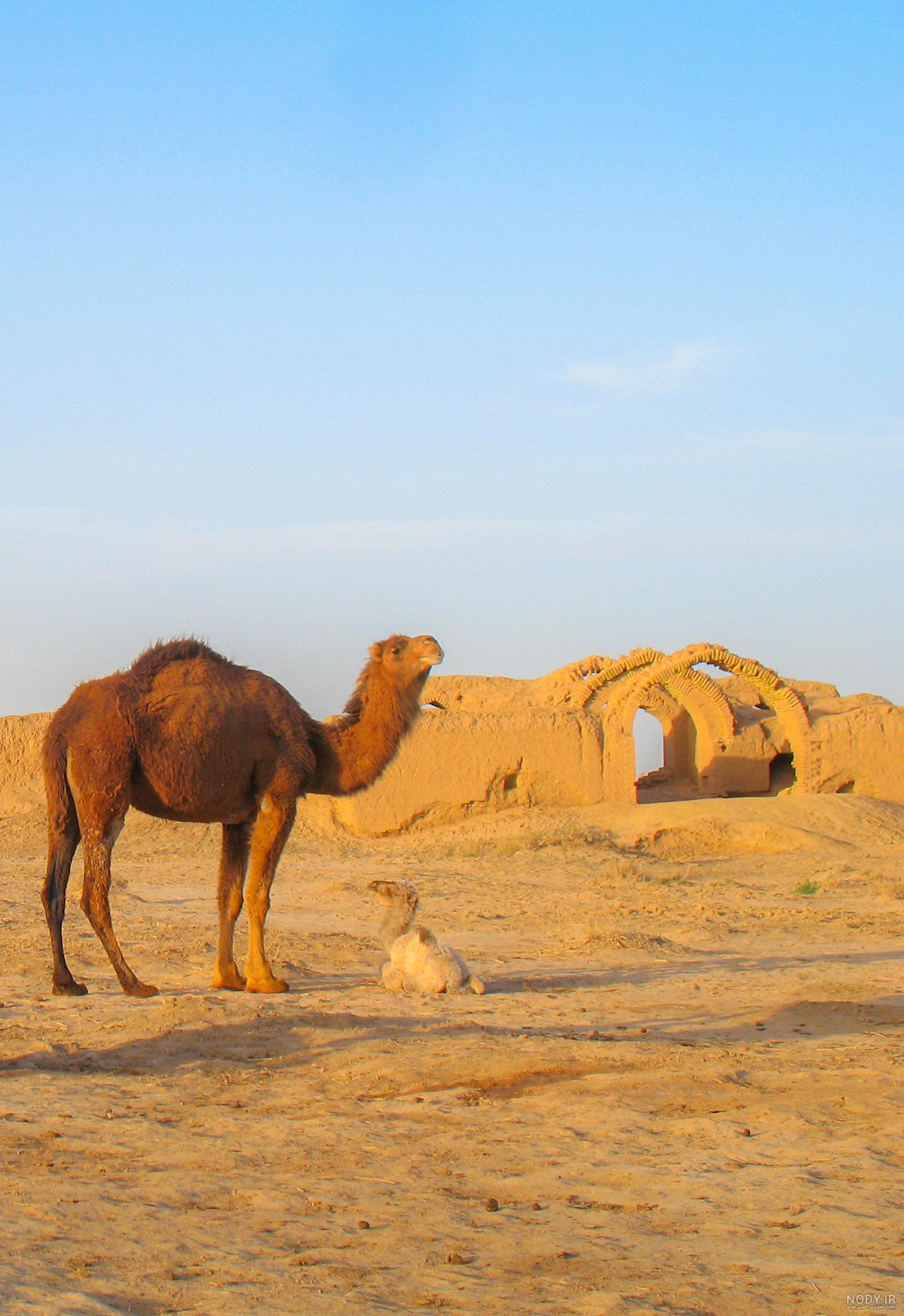 کیسه آب شتر کیسه آب شتر