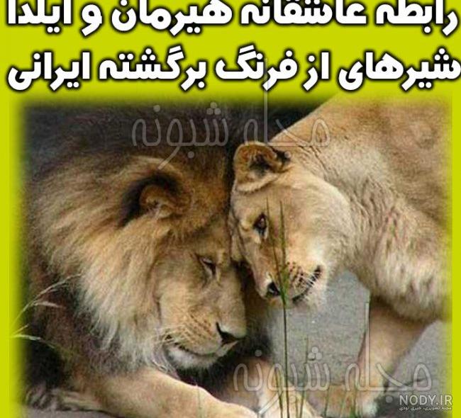 آخرین شیر ایرانی در دزفول