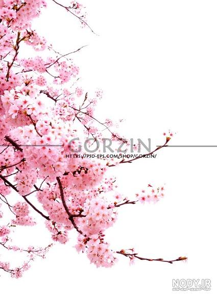براش کبوتر برای فتوشاپ