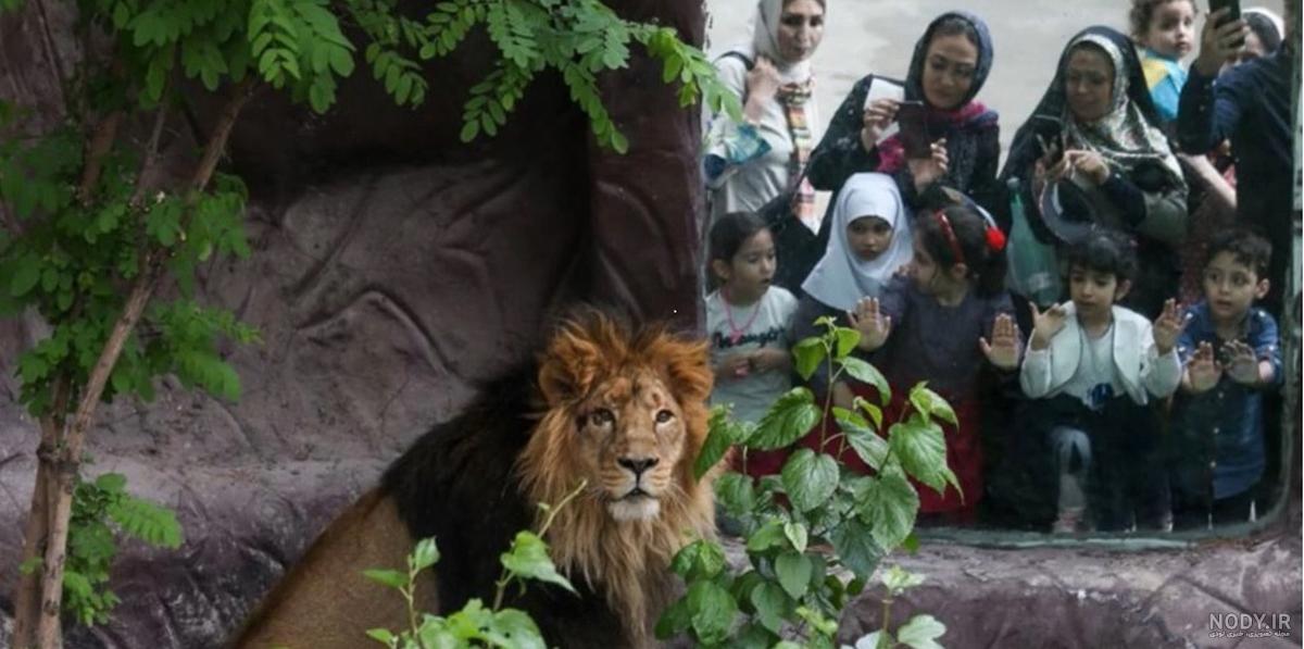شیر ایرانی در باغ وحش دزفول
