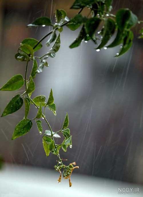 عکس باران پاییزی جدید
