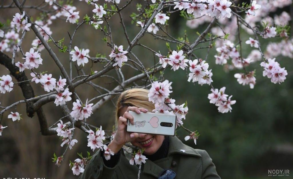 عکس درخت بهاری برای نقاشی