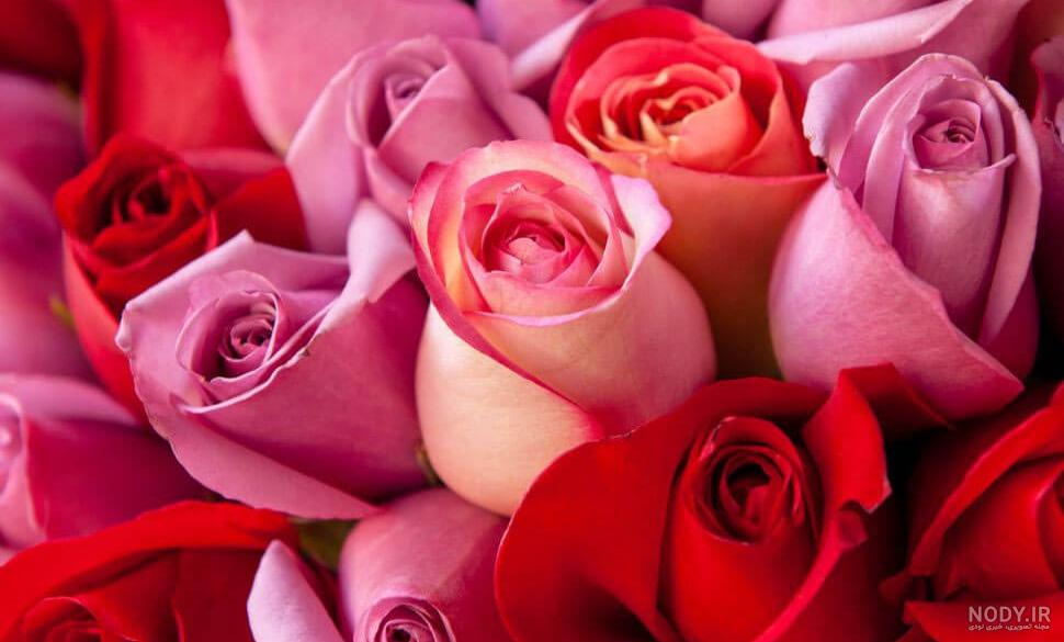 عکس دسته گل رز قرمز عکس دسته گل رز قرمز