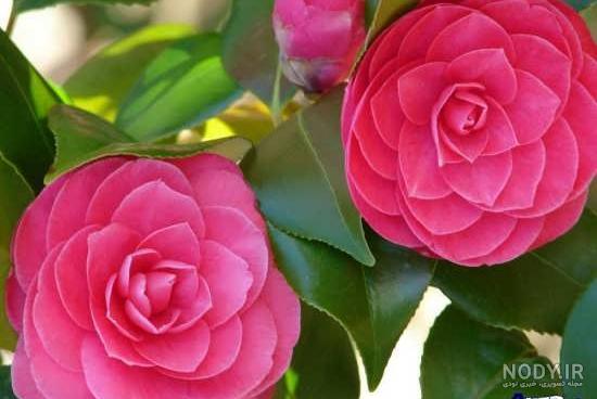 عکس دسته گل های قشنگ و زیبا عکس دسته گل های قشنگ و زیبا