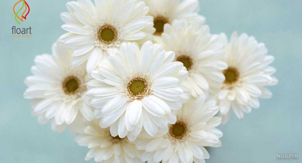 عکس سفید گلها