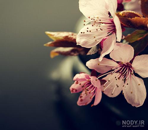 عکس شکوفه های بهاری برای تصویر زمینه