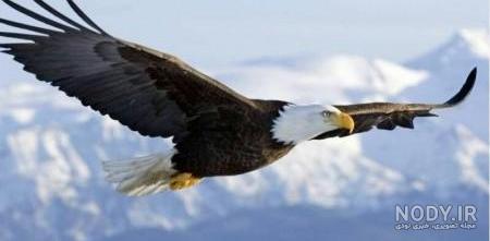 عکس عقاب وحشتناک عکس عقاب وحشتناک