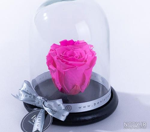 عکس گل رز زرد عکس گل رز زرد