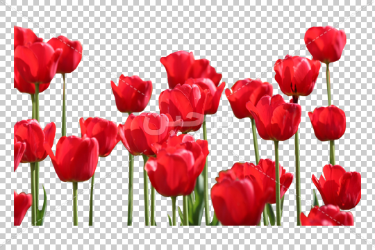 عکس گل لاله برای شهید عکس گل لاله برای شهید