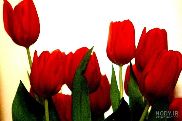 عکس گل لاله شهیدان عکس گل لاله شهیدان