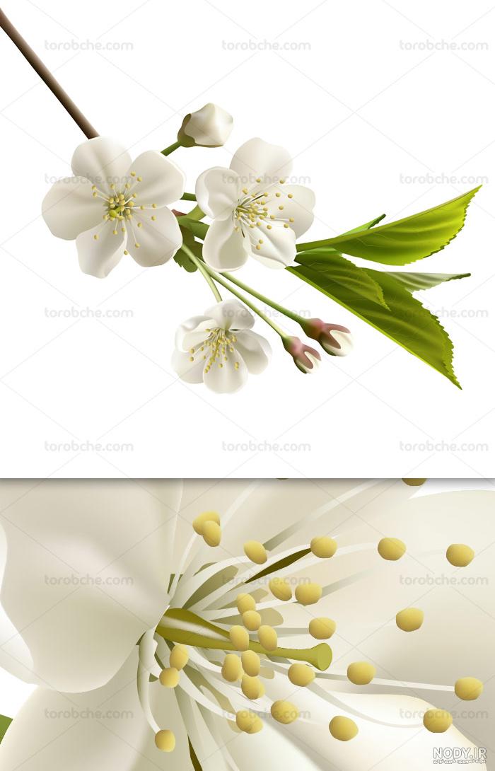 وکتور شکوفه بهاری