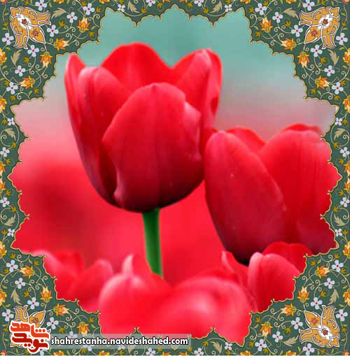 گل لاله شهیدان گل لاله شهیدان
