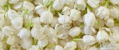 گیف گل مریم گیف گل مریم