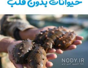 حیوانی که چهار قلب دارد حیوانی که چهار قلب دارد