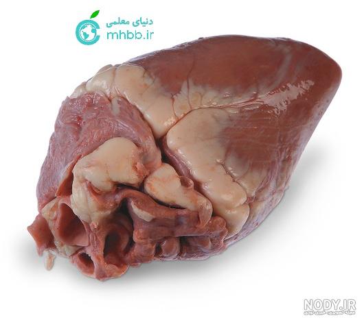 حیوانی که ۳ قلب دارد حیوانی که ۳ قلب دارد