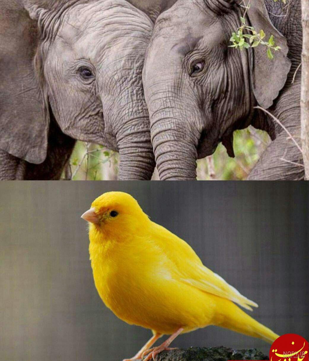 قلب زرافه قلب زرافه