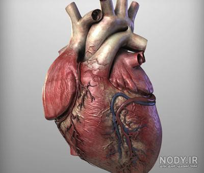 قلب سوسک قلب سوسک