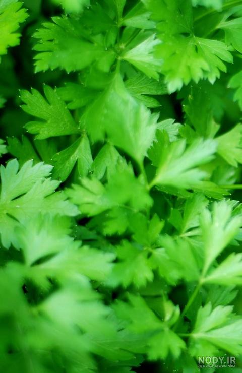 بذر گل جعفری چه شکلی است بذر گل جعفری چه شکلی است
