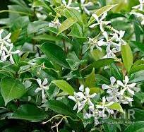 خرید گل جاسمین خرید گل جاسمین