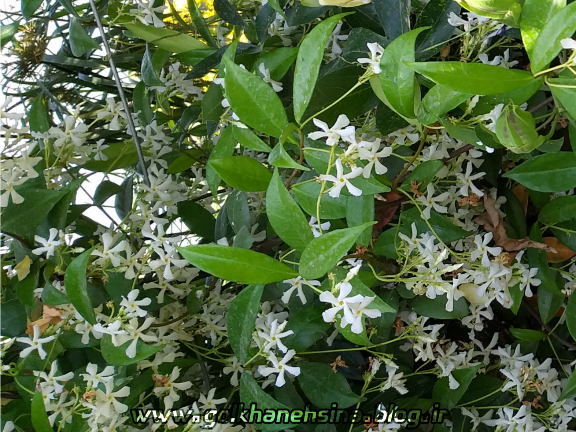 خرید گل یاس صورتی خرید گل یاس صورتی