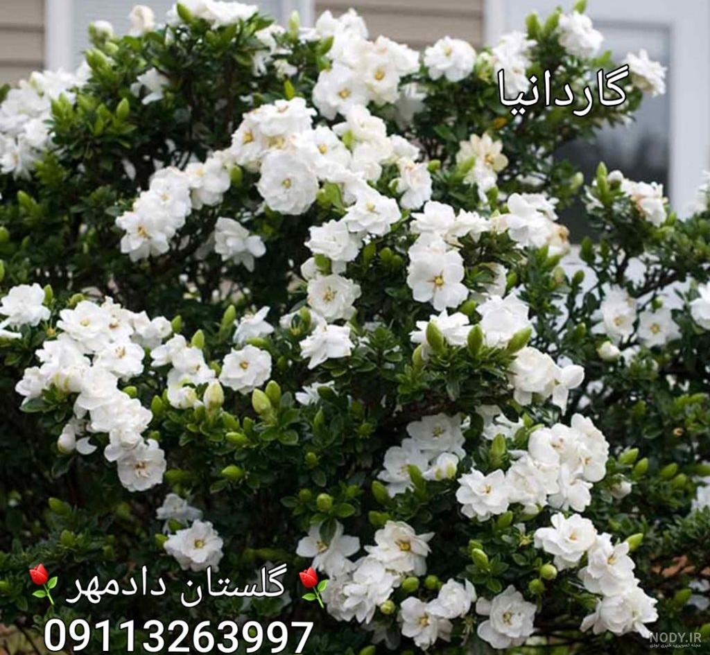 خرید گل یاسمن خرید گل یاسمن