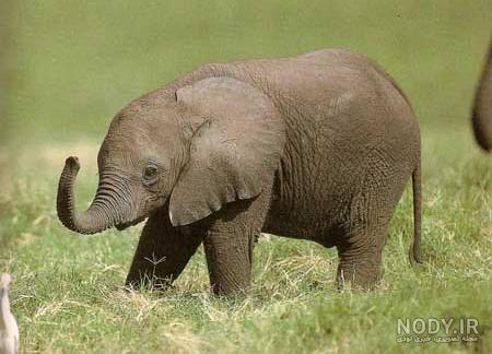 عکس بچه فیل کارتونی