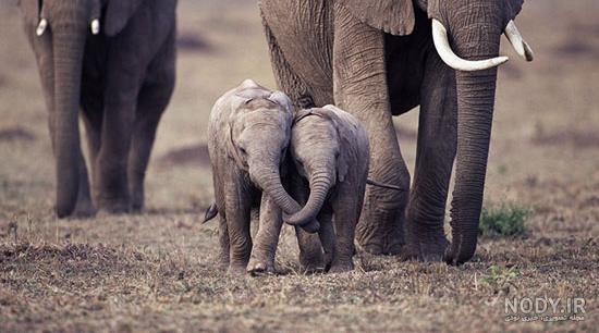 عکس بچه ی فیل