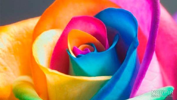 عکس زیبا گل برای پروفایل واتساپ