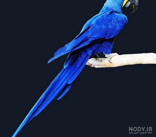 عکس طوطی آبی