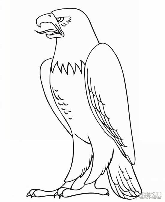 عکس عقاب ساده برای نقاشی